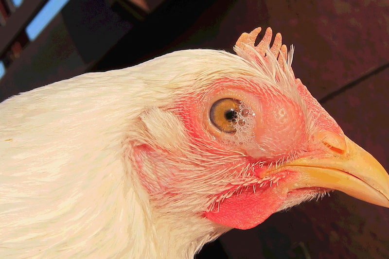 Bệnh hen gà CRD và cách phòng tránh bệnh hiệu quả cho gà