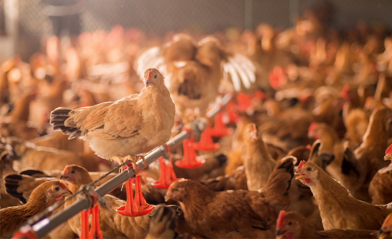 Bệnh hen gà CRD và cách phòng tránh bệnh hiệu quả cho gà