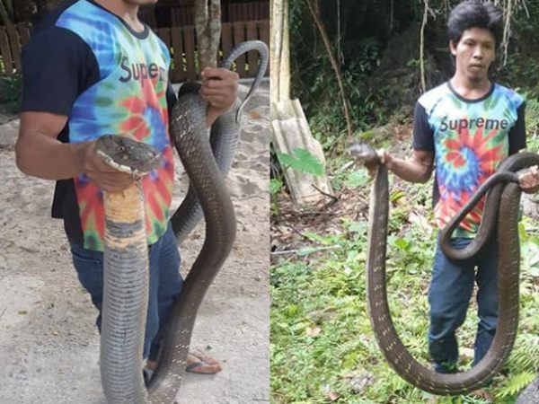 Mơ thấy bắt rắn hổ mang