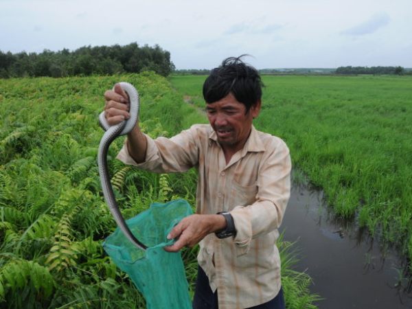 Giải mã giấc mơ thấy bắt rắn theo góc nhìn phong thủy