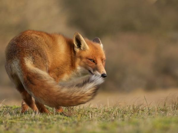 Chiêm bao thấy con cáo đang đi trong rừng