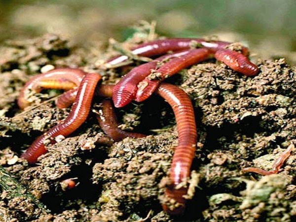 Ngủ mê thấy rất nhiều con giun bò trên mặt đất