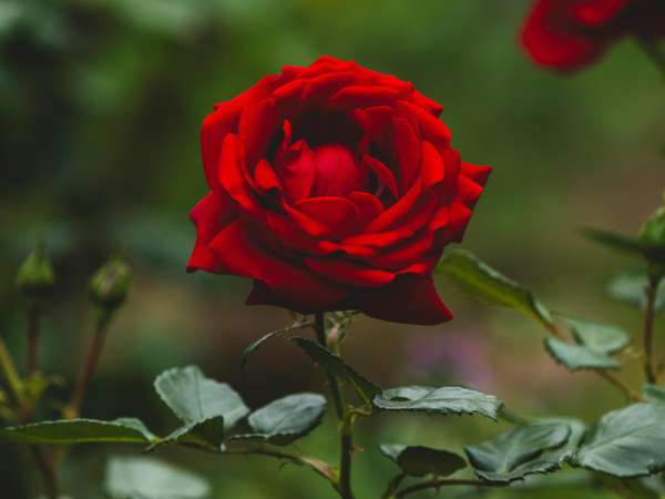 Luận giải ý nghĩa giấc mơ thấy hoa hồng là điềm gì?