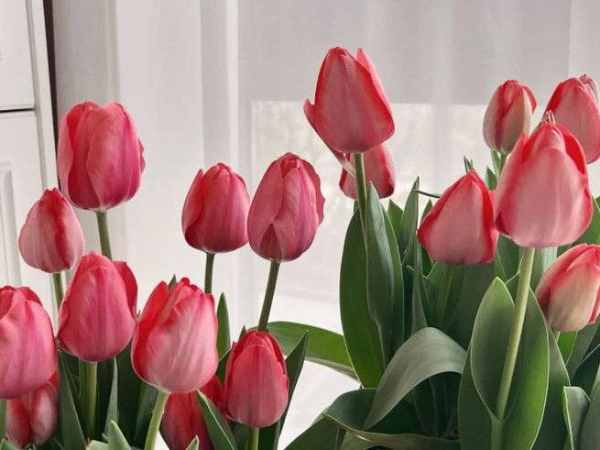 Ngủ mộng thấy hoa tulip nở rộ đầy màu sắc