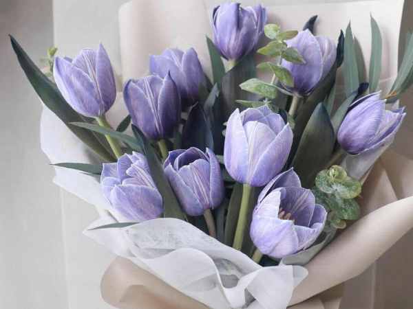 Mơ thấy mình đang trồng hoa tulip