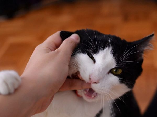 Nằm mơ thấy mèo cắn vào tay