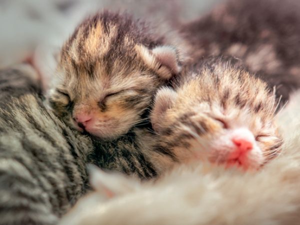 Mơ thấy mèo con mới đẻ