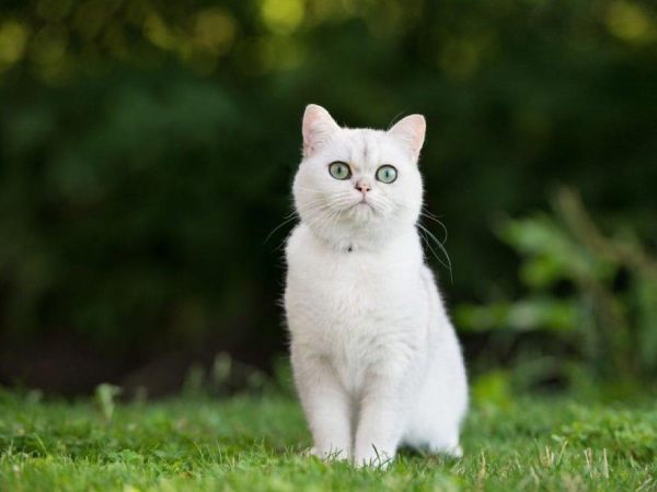 Cách hóa giải vận xui khi nằm mơ thấy mèo trắng