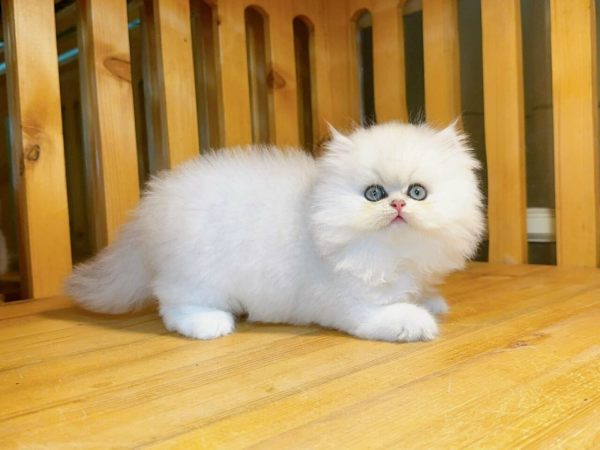 Mơ thấy mèo trắng vào nhà