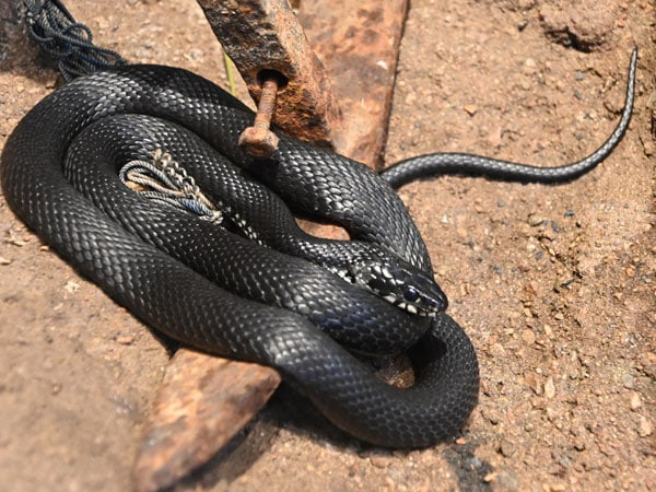 Giải mã nằm mơ thấy rắn đen là điềm báo gì?