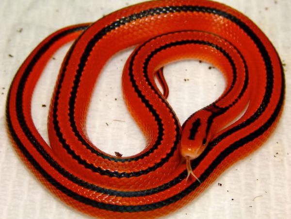 Giải mã giấc mơ thấy rắn đỏ theo góc nhìn tâm lý học