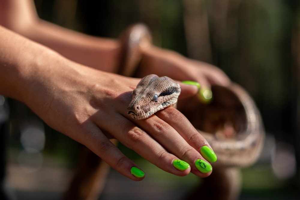 Mơ thấy rắn độc cắn vào tay