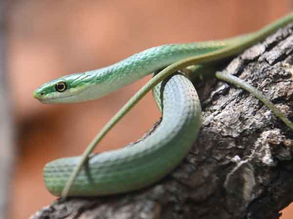 Mơ thấy giết rắn màu xanh