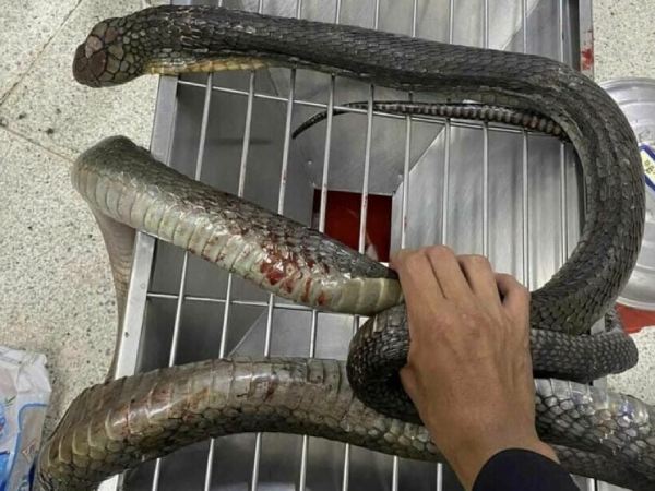 Giải mã giấc mơ thấy rắn tấn công theo góc nhìn tâm lý học